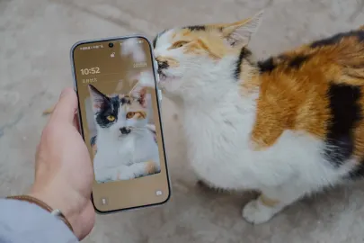 BetCart Casino Mobilapp